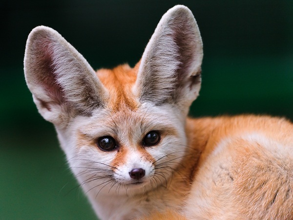 Fehn bandedecon Fennec-fox