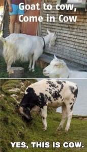 Goat to Cow